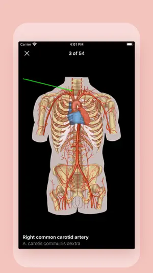 Easy Anatomy - Atlas & Quizzes